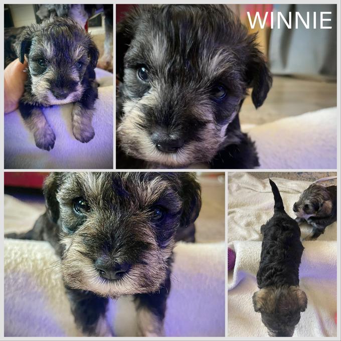Miniature Schnauzer