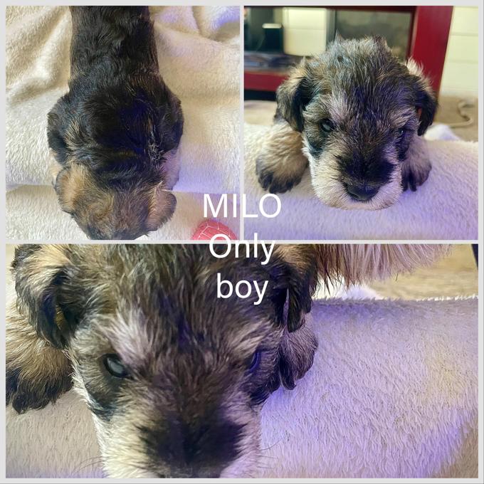 Miniature Schnauzer