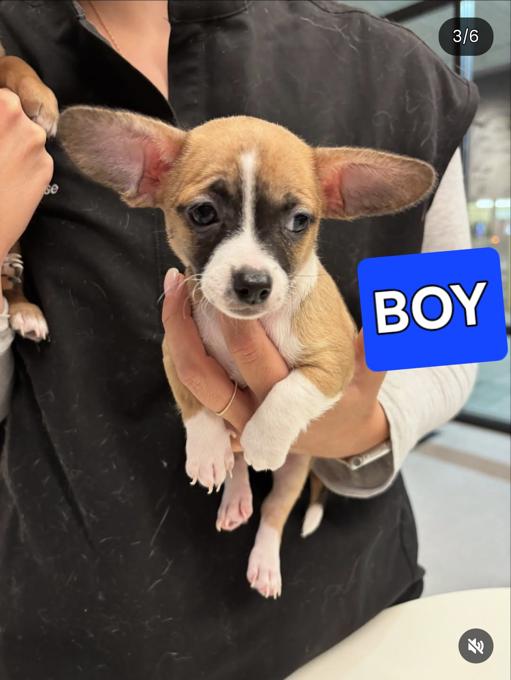 Chihuahua