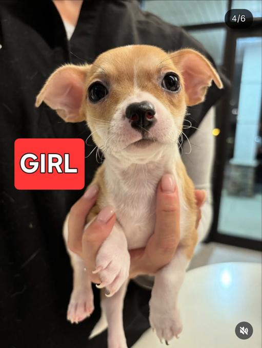 Chihuahua