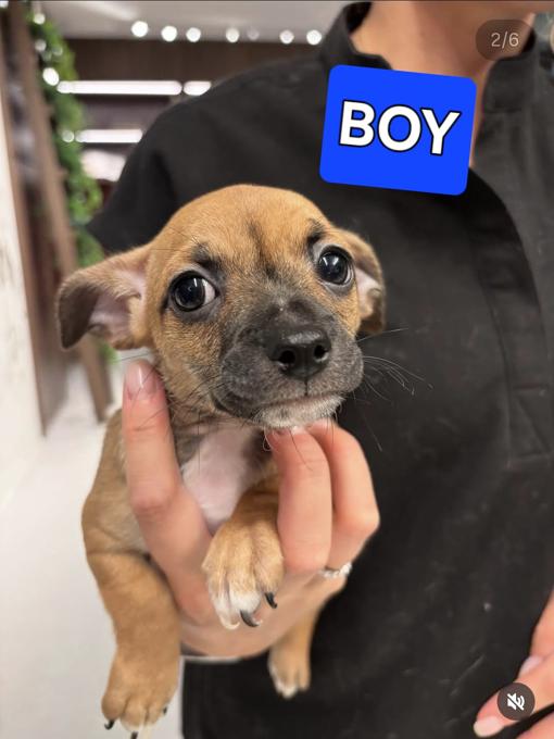 Chihuahua