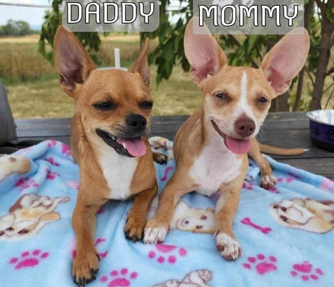 Chihuahua