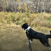 Border Collie Cross