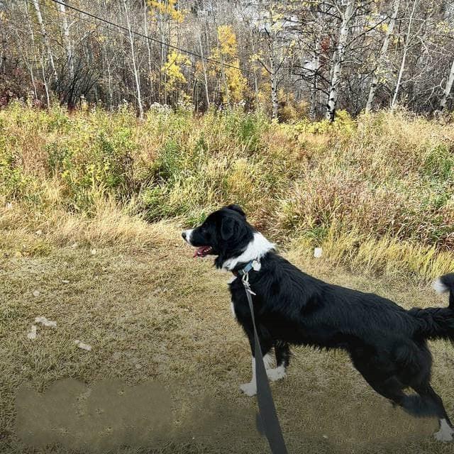 Border Collie Cross