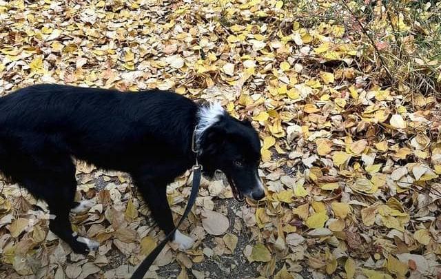 Border Collie Cross