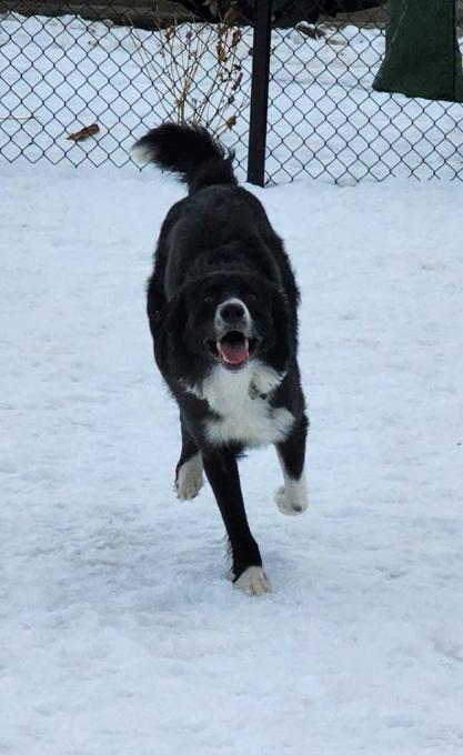 Border Collie Cross