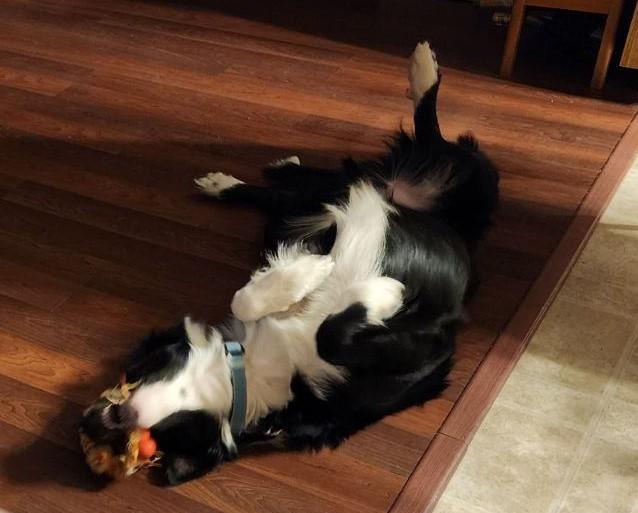 Border Collie Cross