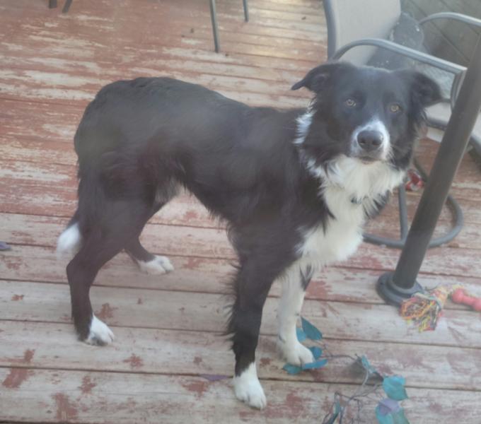 Border Collie Cross