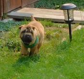 Shar - Pei