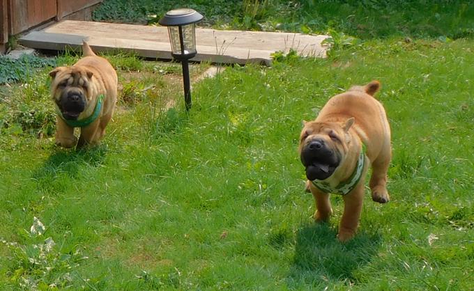 Shar - Pei
