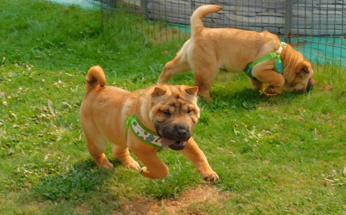 Shar - Pei