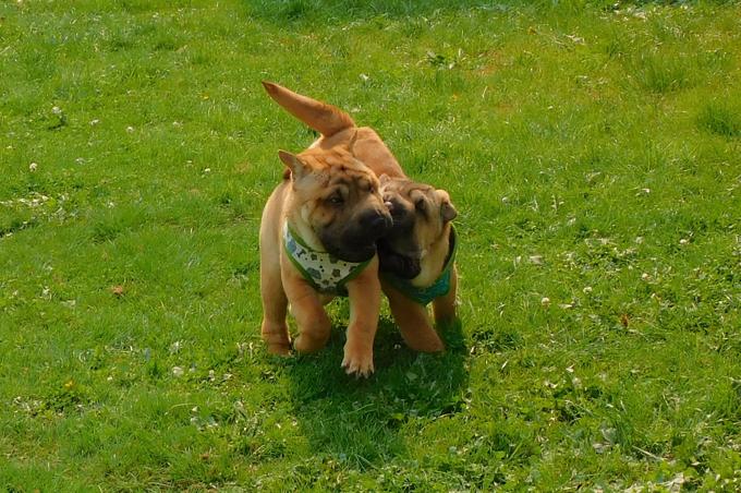 Shar - Pei