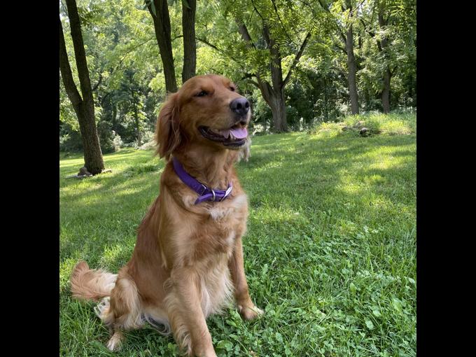 Red Retriever