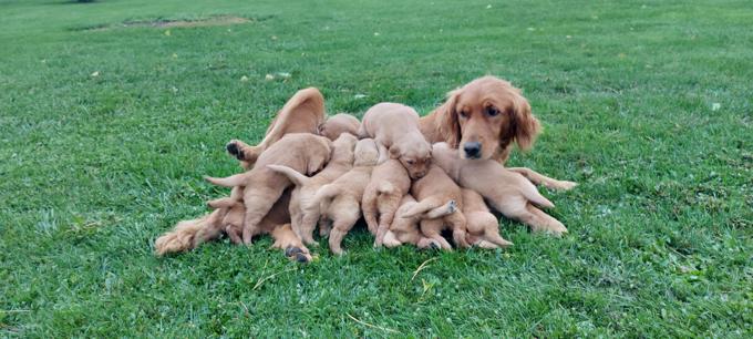 Red Retriever
