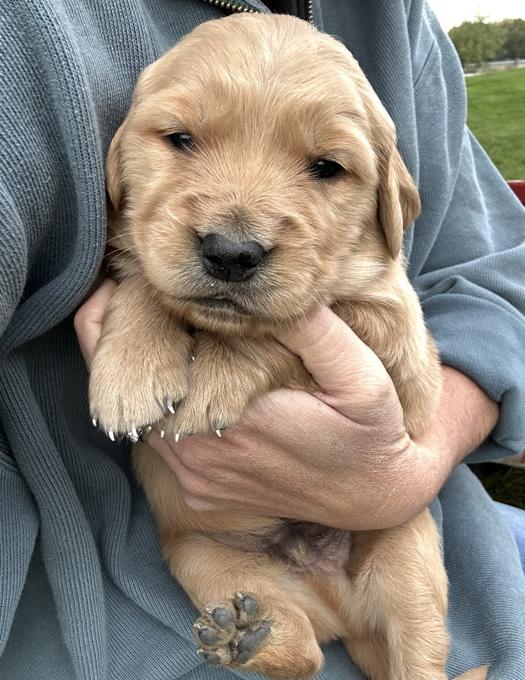 Red Retriever
