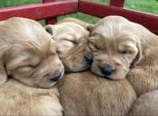 Red Retriever