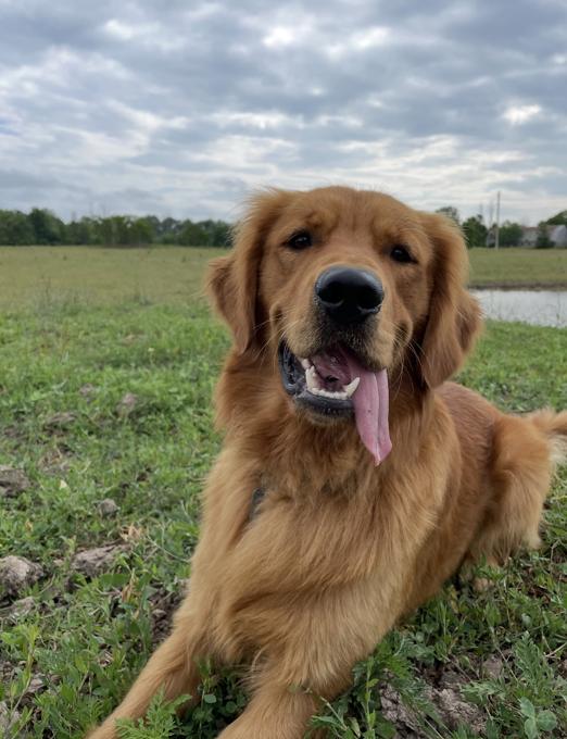 Red Retriever