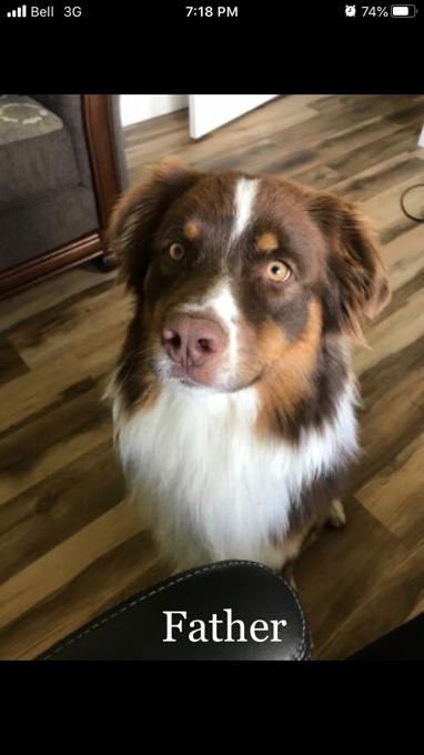 Australian Shepherd