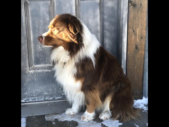 Australian Shepherd