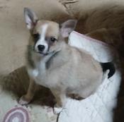 Chihuahua Blend