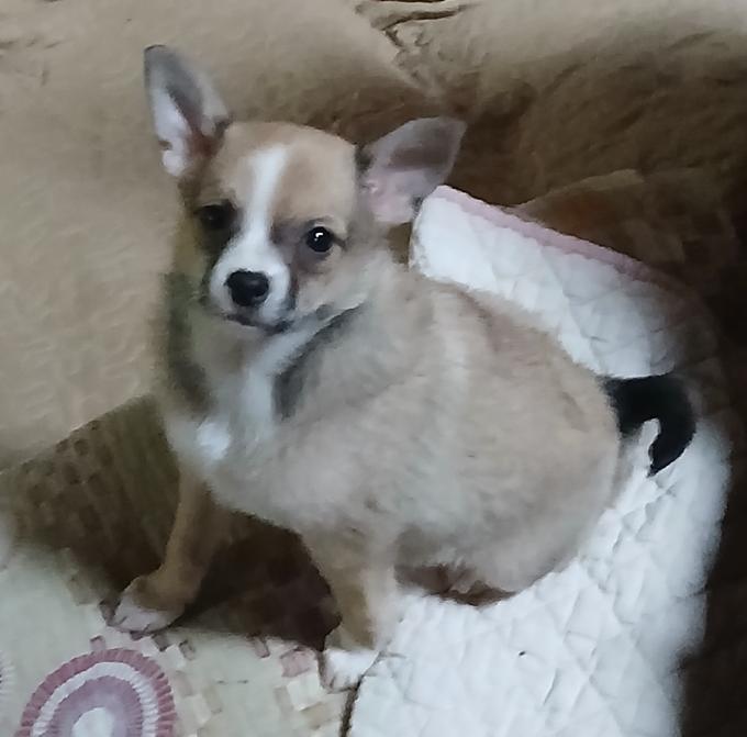 Chihuahua Blend