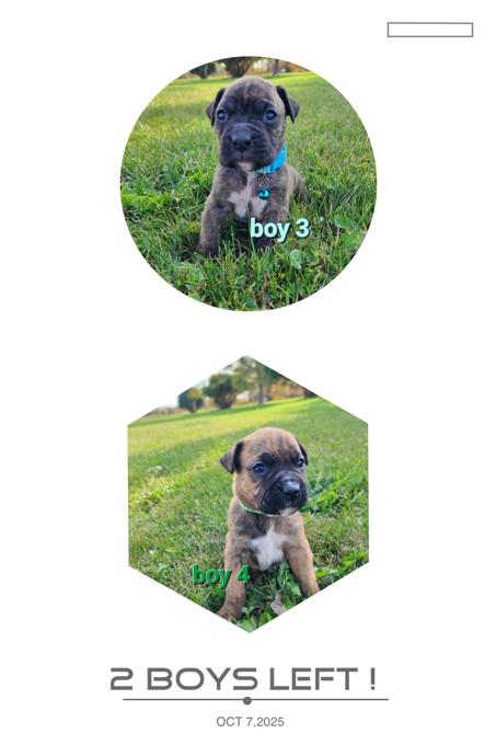 Boxer