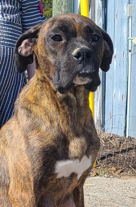 Boxer