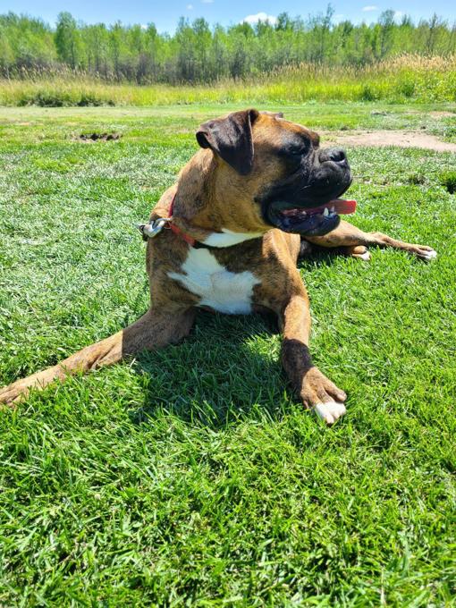 Boxer