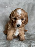 Cockapoo