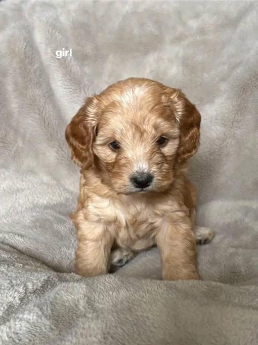 Cockapoo
