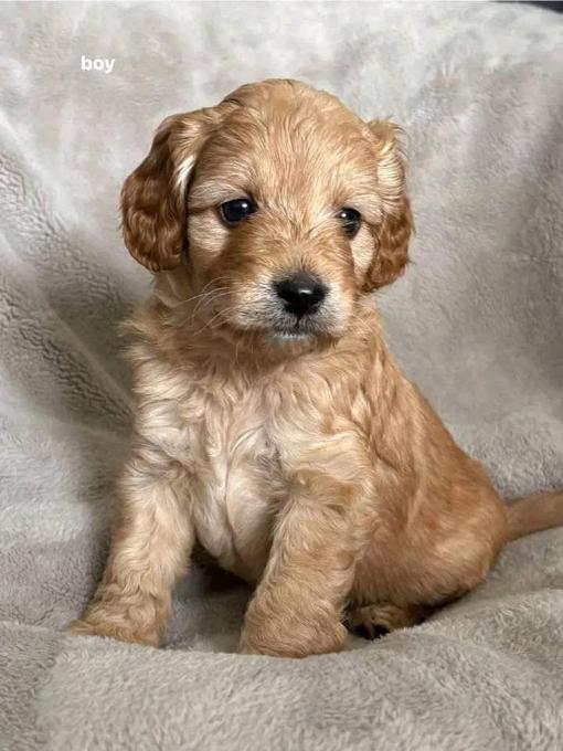 Cockapoo