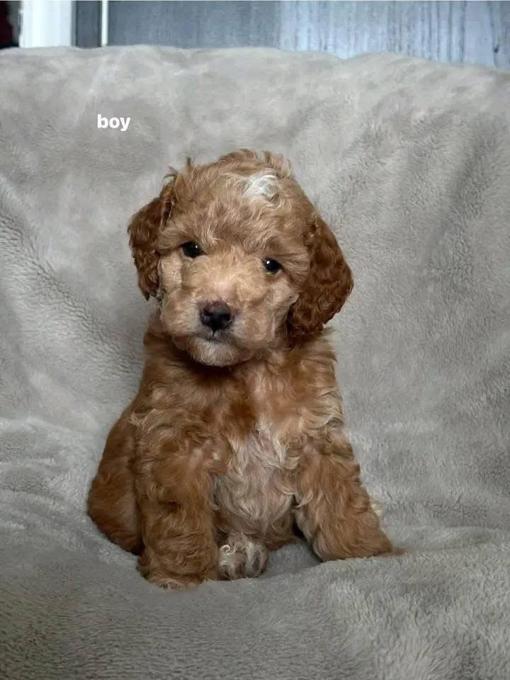 Cockapoo