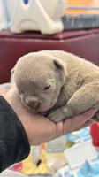 American Bully