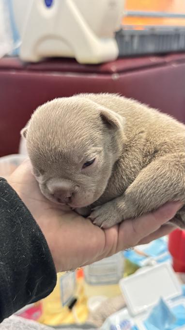 American Bully