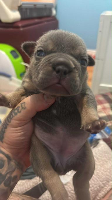 American Bully