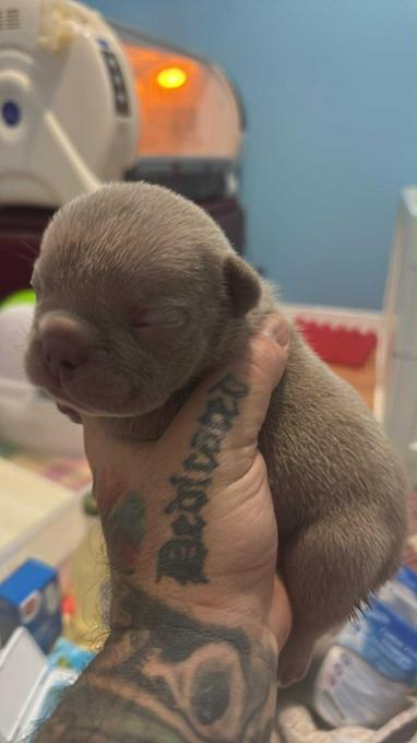 American Bully