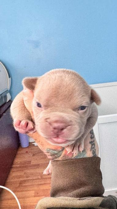 American Bully