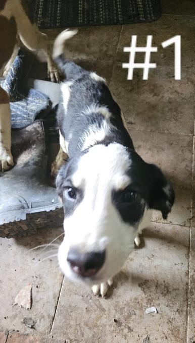 Mix: Lab/StBernard and Husky/Jack