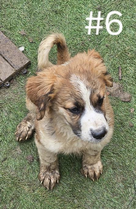 Mix: Lab/StBernard and Husky/Jack