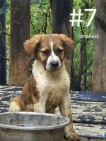 Mix: Lab/StBernard and Husky/Jack