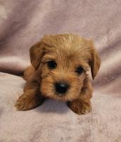 Maltipoo