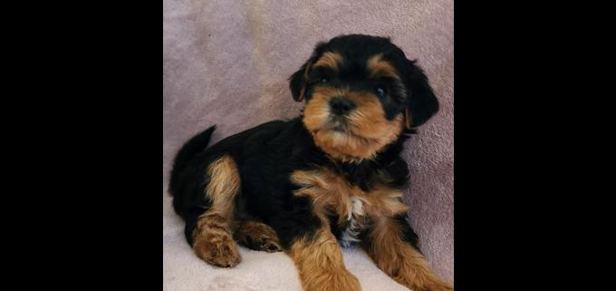Maltipoo