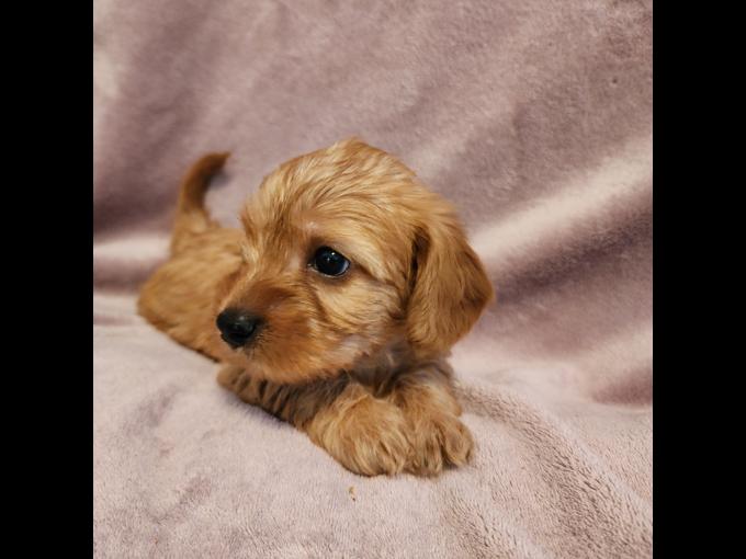 Maltipoo