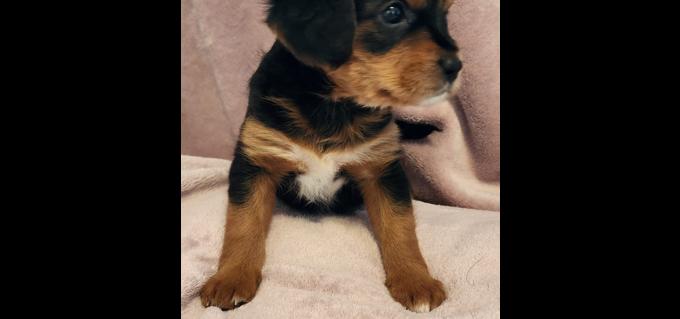 Maltipoo