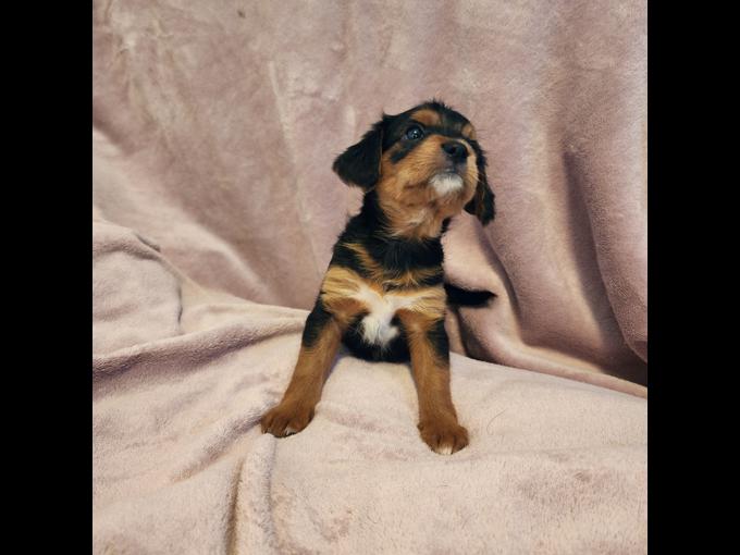 Maltipoo