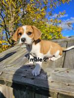 Beagle Jack Russell cross ( Jack-A-Bee)