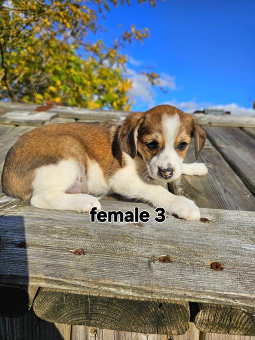Beagle Jack Russell cross ( Jack-A-Bee)
