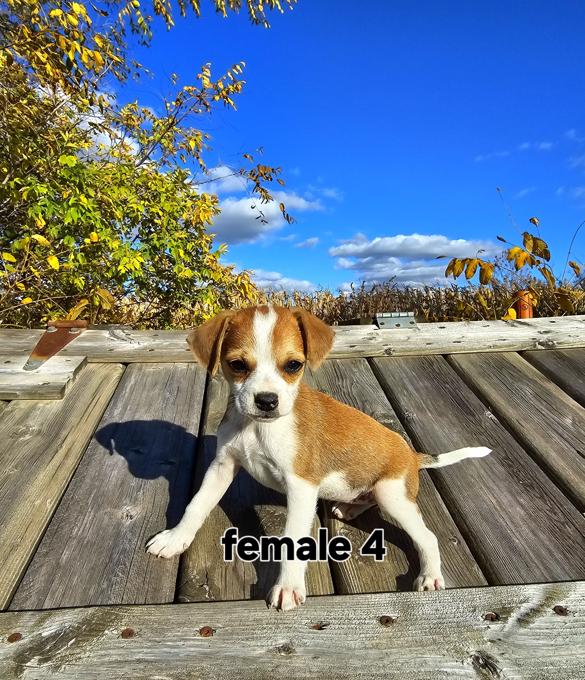 Beagle Jack Russell cross ( Jack-A-Bee)