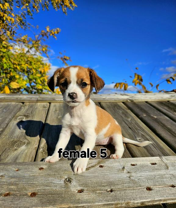 Beagle Jack Russell cross ( Jack-A-Bee)