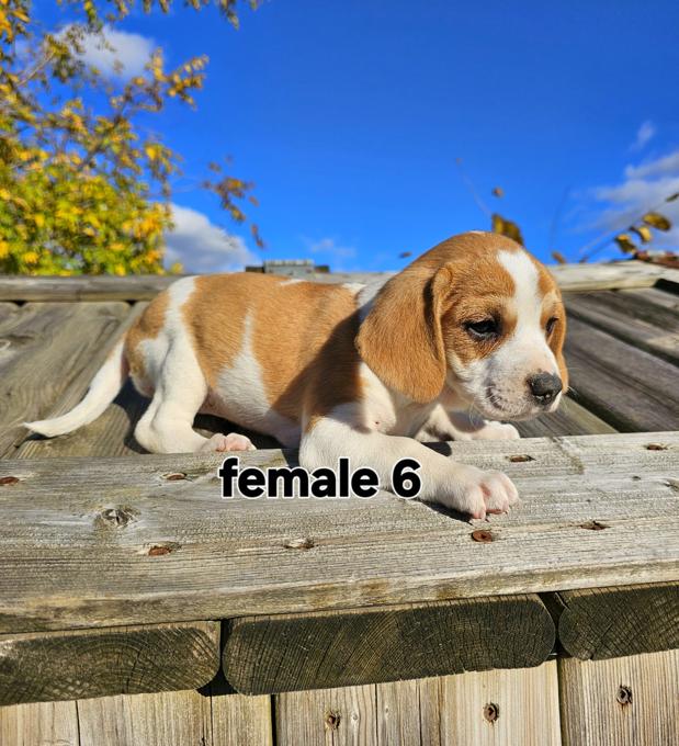 Beagle Jack Russell cross ( Jack-A-Bee)